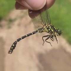 Onychogomphus forcipatus
