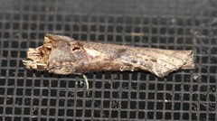 Ortholomia moluccana