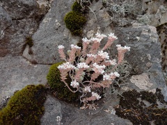 Sedum farinosum