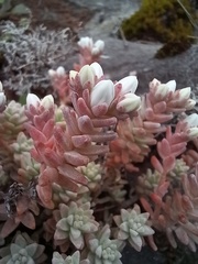 Sedum farinosum