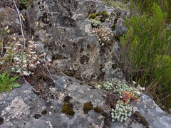 Sedum farinosum