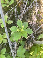 Cornus canadensis