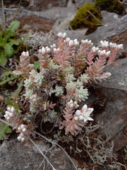 Sedum farinosum