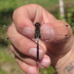 Leucorrhinia albifrons