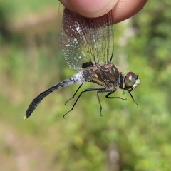 Leucorrhinia albifrons