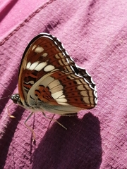 Limenitis sydyi
