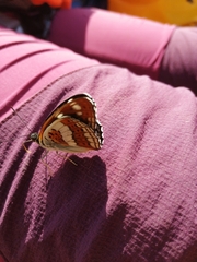 Limenitis sydyi