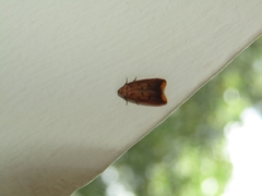 Tachystola acroxantha