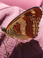 Limenitis sydyi