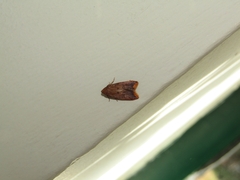 Tachystola acroxantha