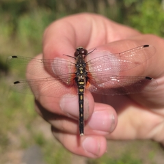 Leucorrhinia albifrons