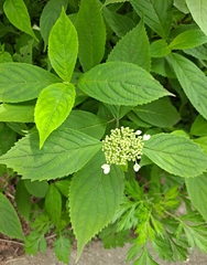 Hydrangea serrata