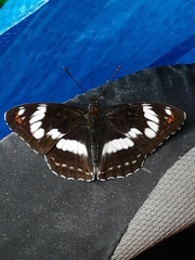 Limenitis sydyi