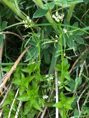 Cardamine umbellata