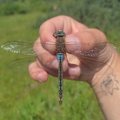 Anax parthenope
