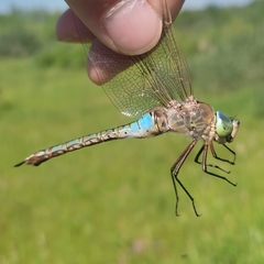 Anax parthenope