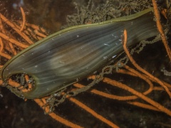 Scyliorhinidae