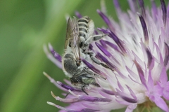 Megachile argentata