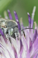 Megachile argentata