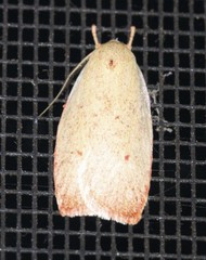 Prionocris complanula