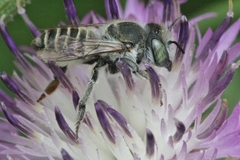 Megachile argentata