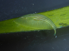 Phyllaplysia taylori