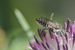 Megachile argentata