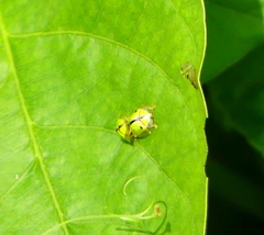 Chiridopsis