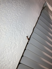 Camponotus floridanus