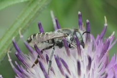 Megachile argentata