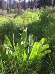 Rumex arcticus