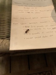 Camponotus floridanus