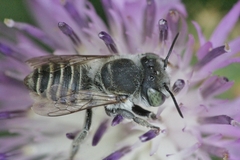 Megachile argentata