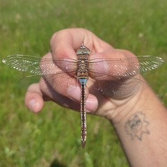 Anax parthenope