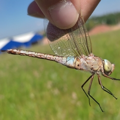 Anax parthenope