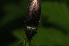 Selatosomus aeneus