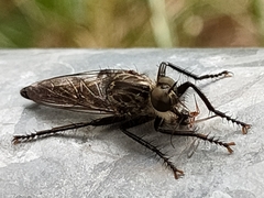 Eutolmus rufibarbis