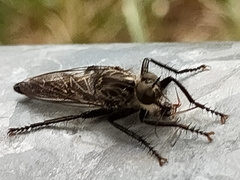 Eutolmus rufibarbis