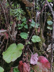 Heuchera longipetala orizabensis