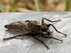 Eutolmus rufibarbis