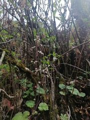 Heuchera longipetala orizabensis