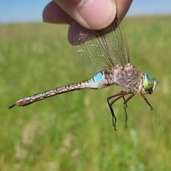 Anax parthenope