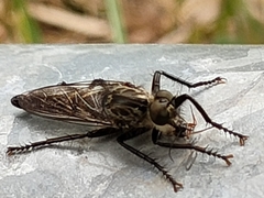 Eutolmus rufibarbis