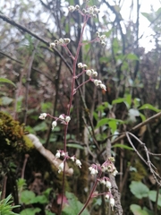 Heuchera longipetala orizabensis