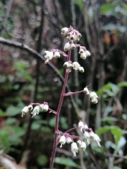 Heuchera longipetala orizabensis