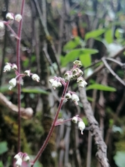 Heuchera longipetala orizabensis