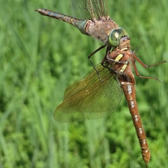 Anax parthenope