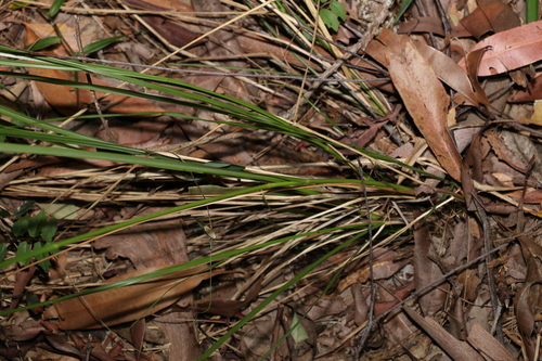 Image of Sporobolus laxus by (c) Greg Tasney, some rights reserved (CC BY-SA)