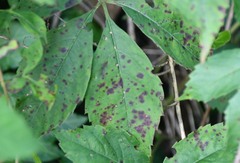 Phyllosticta parthenocissi