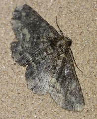 Hypomecis externaria